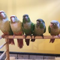 Conure de molina eam en cours de sevrage #2