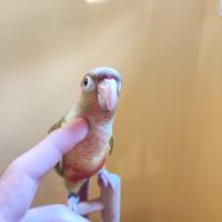 Conure de molina eam en cours de sevrage #4
