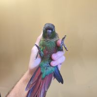 Conure de molina eam en cours de sevrage #5