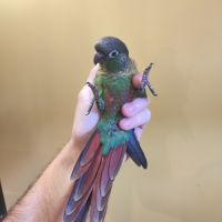 Conure de molina eam en cours de sevrage #6