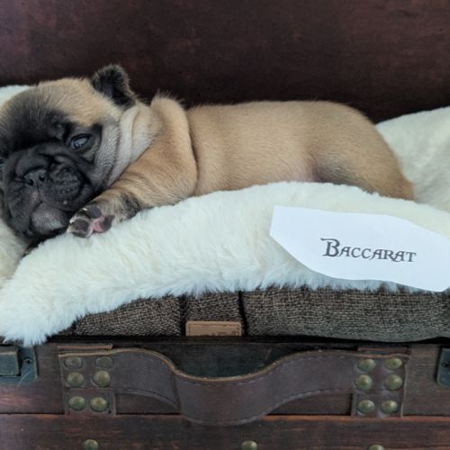 Chiots bouledogue francais lof à réserver #1