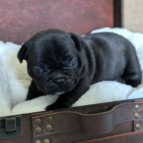 Chiots bouledogue francais lof à réserver #5