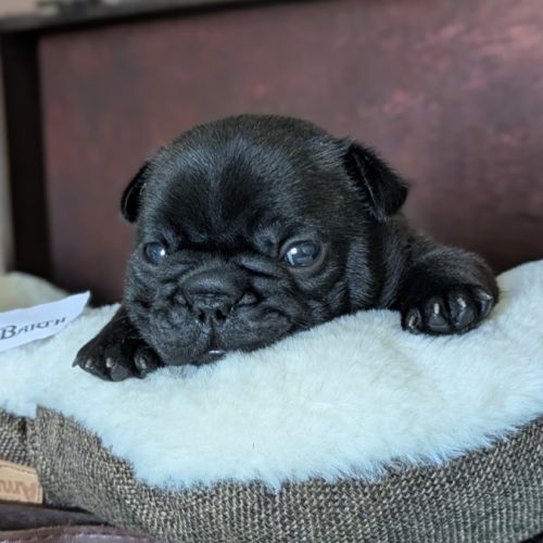 Chiots bouledogue francais lof à réserver #7