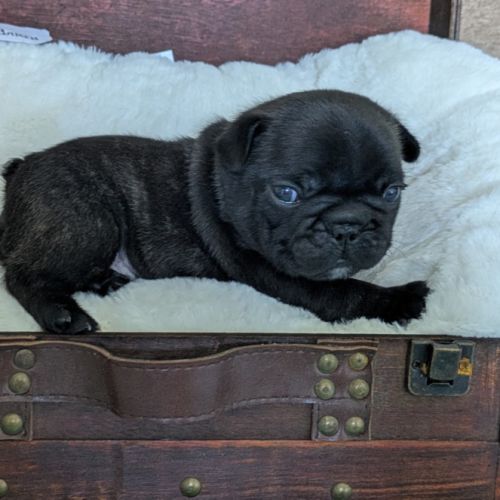 Chiots bouledogue francais lof à réserver #8