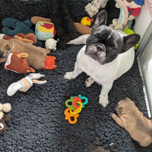 Chiots bouledogue francais lof à réserver #10