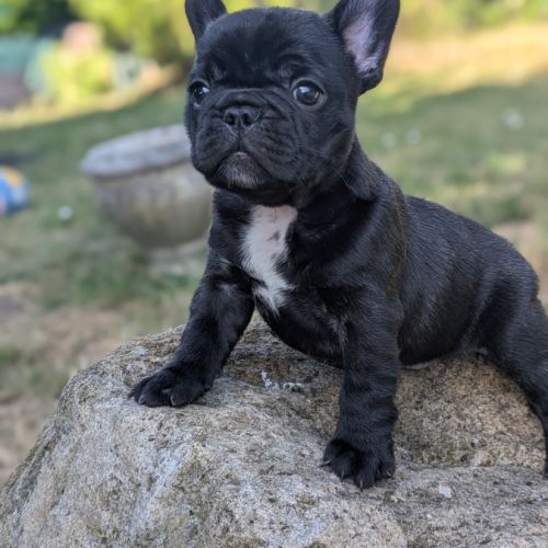 Chiots bouledogue francais lof à réserver