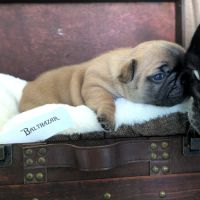 Chiots bouledogue francais lof à réserver #3