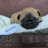 Chiots bouledogue francais lof à réserver #4