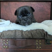 Chiots bouledogue francais lof à réserver #6