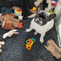 Chiots bouledogue francais lof à réserver #10