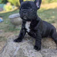 Chiots bouledogue francais lof à réserver