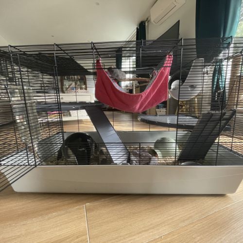 Rates à vendre avec cage et accessoires #1