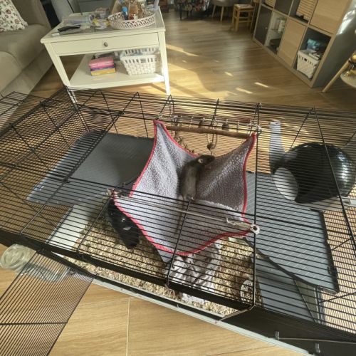 Rates à vendre avec cage et accessoires #0