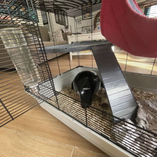 Rates à vendre avec cage et accessoires #3