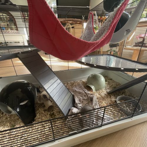 Rates à vendre avec cage et accessoires #4