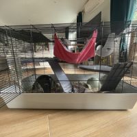 Rates à vendre avec cage et accessoires #1