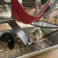 Rates à vendre avec cage et accessoires #4
