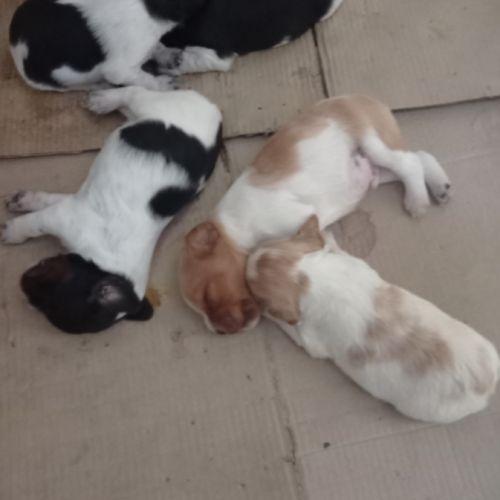 Chiots épagneul breton