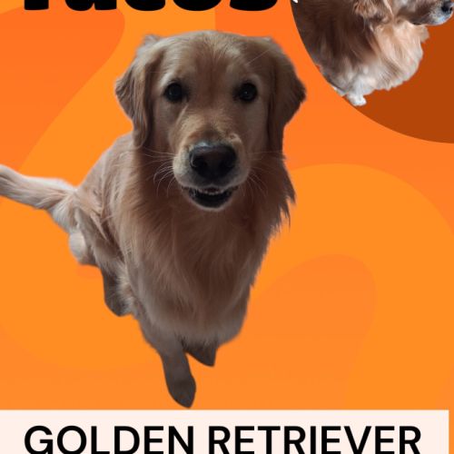 Saillie golden retriever #1