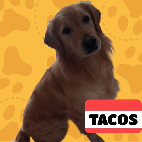 Saillie golden retriever