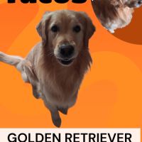 Saillie golden retriever #1