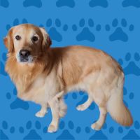 Saillie golden retriever #2