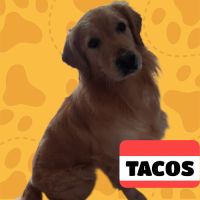 Saillie golden retriever