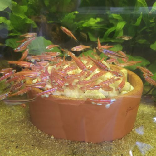 Notropis chrosomus adultes #0