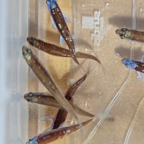 Notropis chrosomus adultes #2