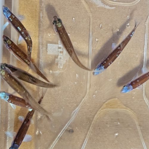 Notropis chrosomus adultes #4