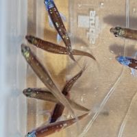 Notropis chrosomus adultes #2