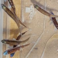 Notropis chrosomus adultes #3
