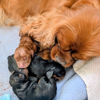 Chiot cavalier king charles lof à vendre #1