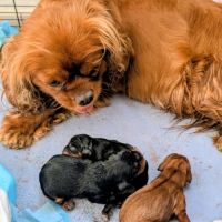 Chiot cavalier king charles lof à vendre #0