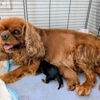 Chiot cavalier king charles lof à vendre #3