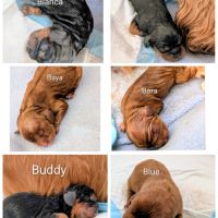 Chiot cavalier king charles lof à vendre #4