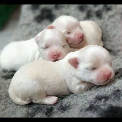 Bichon maltais