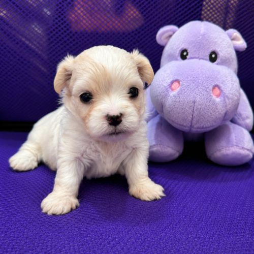 Bichon maltais