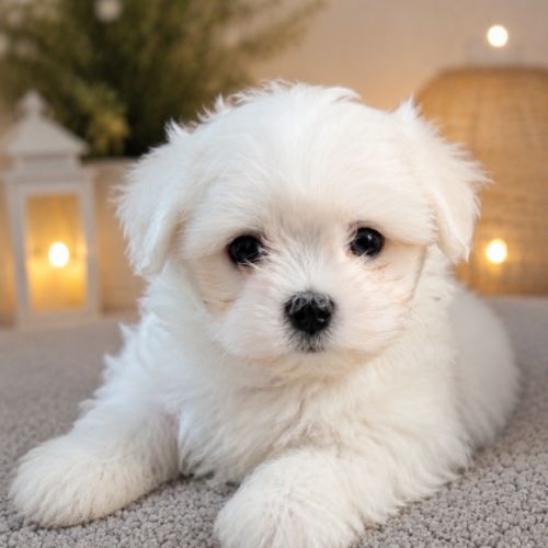 Bichon maltais #4