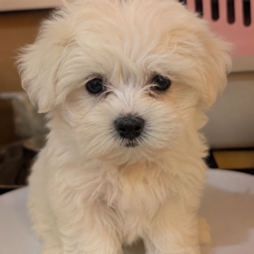 Bichon maltais