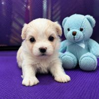 Bichon maltais