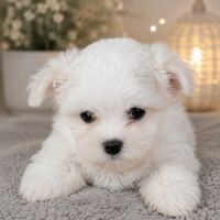 Bichon maltais #3