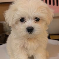 Bichon maltais