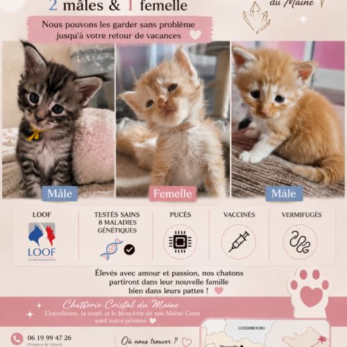 Chaton maine coon loof #1