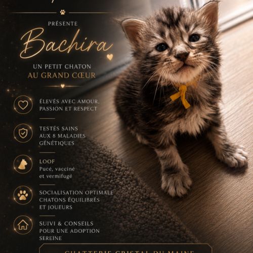 Chaton maine coon loof #4
