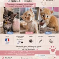 Chaton maine coon loof #1