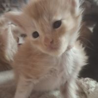 Chaton maine coon loof #0