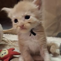 Chaton maine coon loof #3