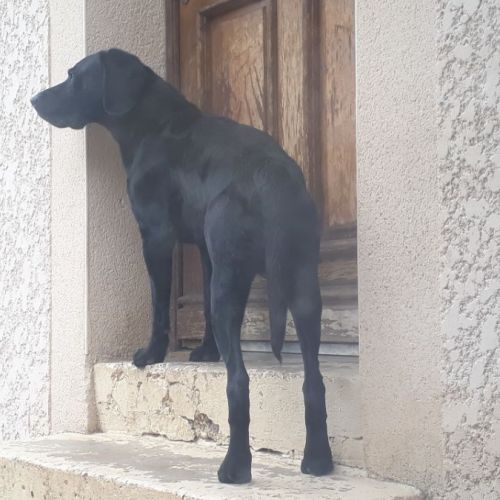 Labrador incroyable #1