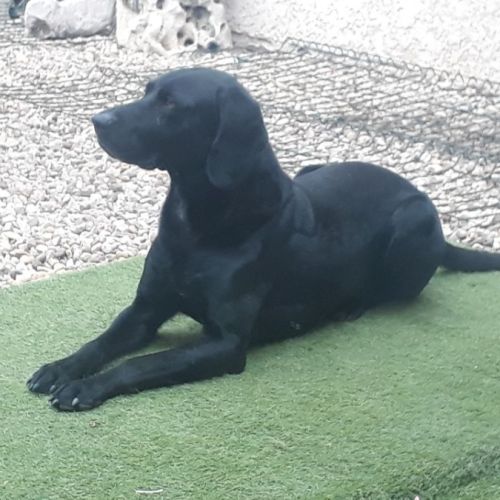 Labrador incroyable
